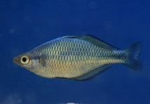 Melanotaenia Lacustris