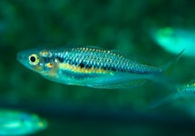 Melanotaenia Sikuensis