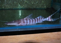 Brachyplatystoma Tigrinum