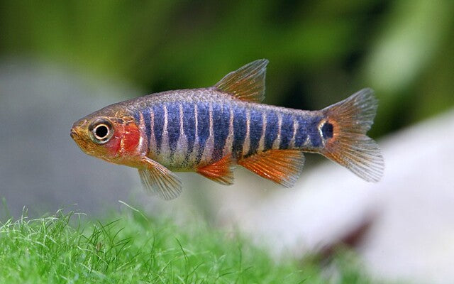 Danio Erythromicron