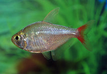Hyphessobrycon Columbianus