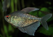 Moenkhausia Pittieri