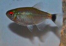 Moenkhausia Sanctaefilomenae