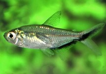 Moenkhausia Costae
