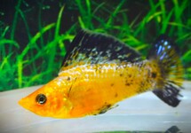 Poecilia Latipinna Leopard