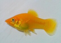 Poecilia Sphenops Golddust