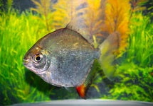 Myloplus Rubripinnis