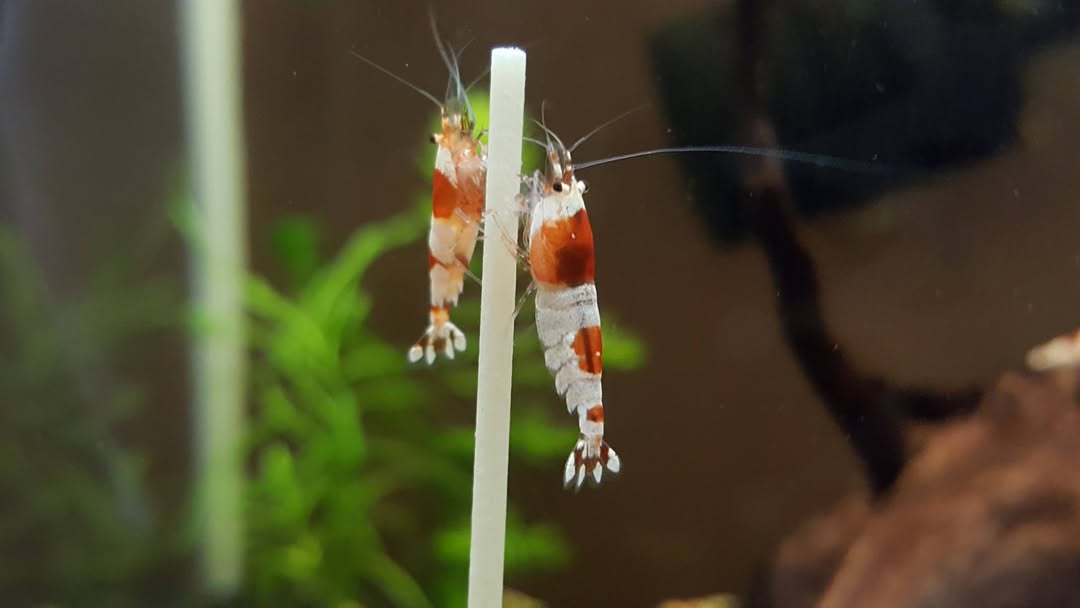 Caridina Cantonensis Crystal Red