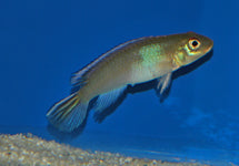 Nanochromis Parilus