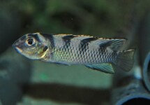 Nanochromis Transvestitus