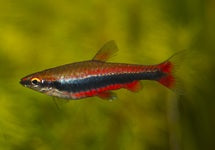 Nannostomus Beckfordi