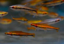 Nannostomus Beckfordi Red