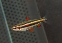 Nannostomus Marginatus