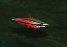 Nannostomus Rubrocaudatus