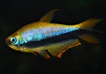 Nematobrycon Palmeri