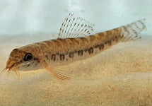 Acanthocobitis Urophthalmus