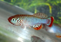 Nothobranchius Boklundi Iuangwa Valley