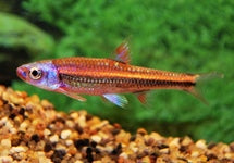 Notropis Chrosomus Type 2