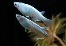Oryzias Latipes Platinum White