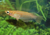 Oryzias Dancena