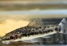 Otocinclus Vittatus