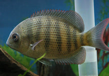 Paretroplus Menarambo