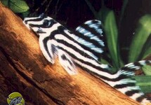 L046 Hypancistrus Zebra 25Nl336660/11)