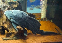 L090 Panaque Bathyphilus Show