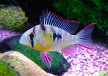 Mikrogeophagus Altispinosus