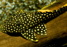 L018 Baryancistrus Xanthellus