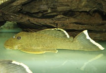 L047 Baryancistrus Chrysolomus
