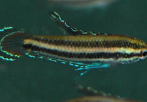 Parosphromenus Sumatranus