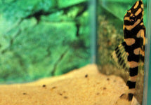 L168 Dekeyseria Picta