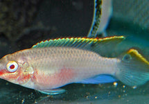 Pelvicachromis Pulcher Albino