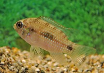 Anomalochromis Thomasi