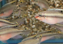 Pelvicachromis Pulcher Red