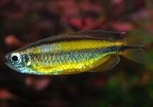 Phenacogrammus Aurantiacus