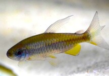 Phenacogrammus Sp. Orange Makoua