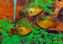 Xiph. Mac. Neon Gold Spotted