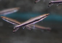 Nannostomus Unifasciatus