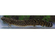 Polypterus Ornatipinnis