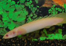 Polypterus Senegalus Albino
