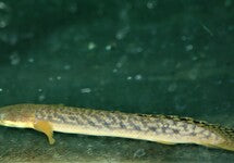 Polypterus Palmas