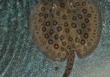 Potamotrygon Motoro