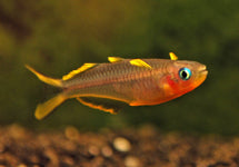 Pseudomugil Furcatus