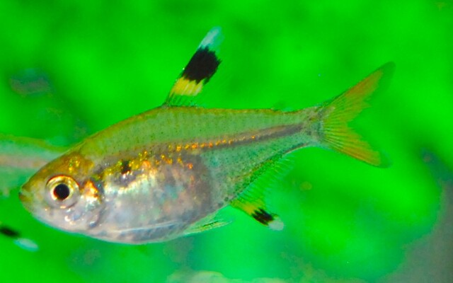 Pristella Maxillaris