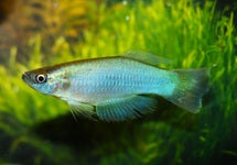 Procatopus Similis Kumba