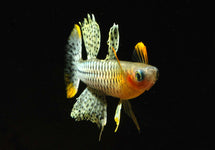 Pseudomugil Gertrudae Aru 2