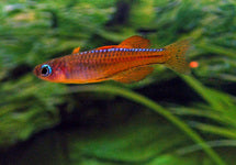 Pseudomugil Luminatus