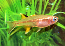 Pseudomugil Signifer